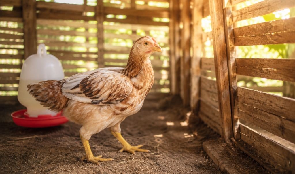 Ayam Muda